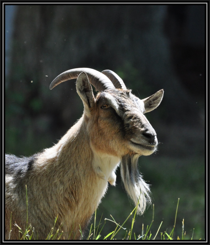 ich hab Bock...