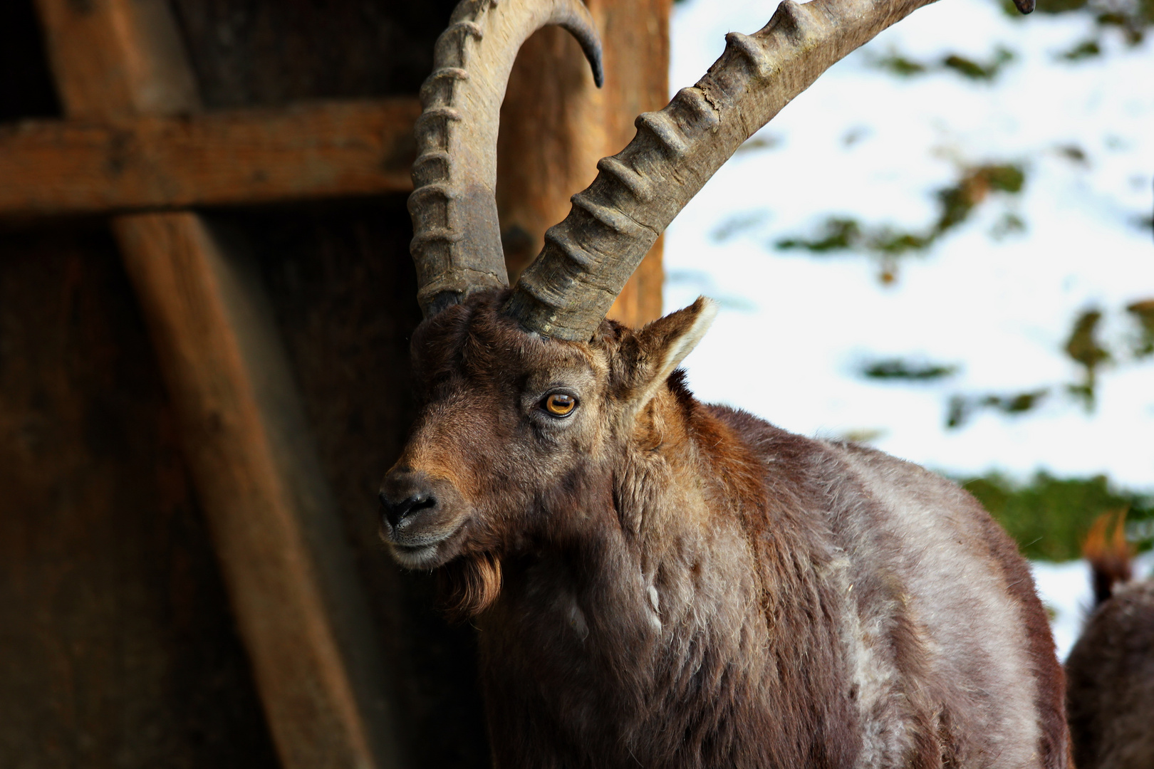 Ich hab Bock