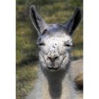 Ich hab da mal das "Lama" neulich in der Schweiz fotografiert :-)