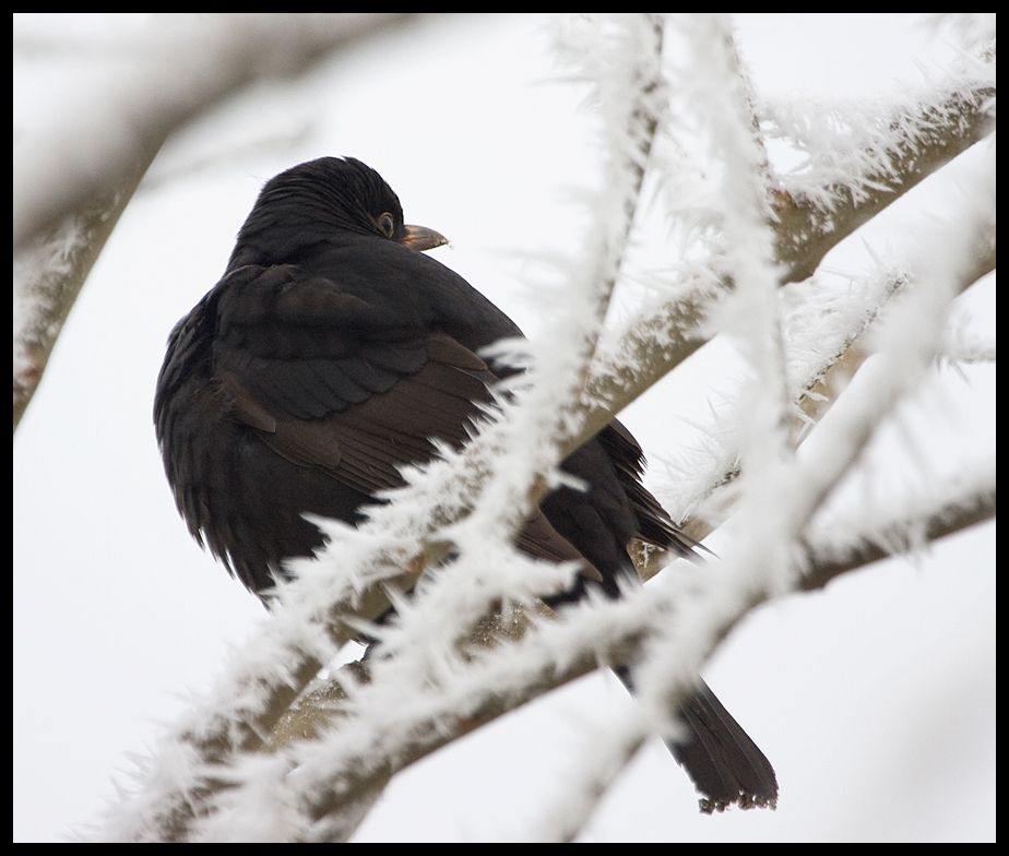 Ich hab da mal einen Vogel...