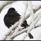 Ich hab da mal einen Vogel...