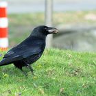 Ich hab da was! Nebelkrähe (Corvus cornix)