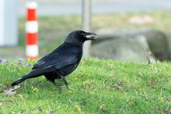 Ich hab da was! Nebelkrähe (Corvus cornix)