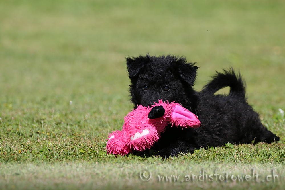 ich hab' das Pink-Monster erlegt