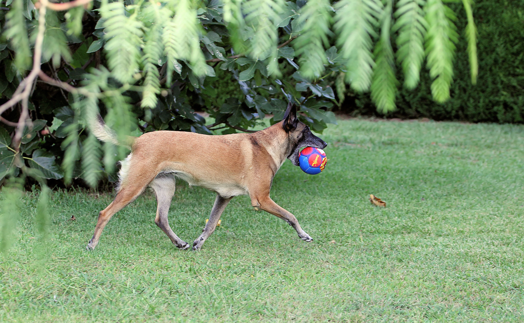 ich hab den Ball