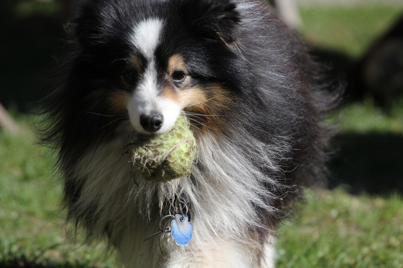 Ich hab den Ball