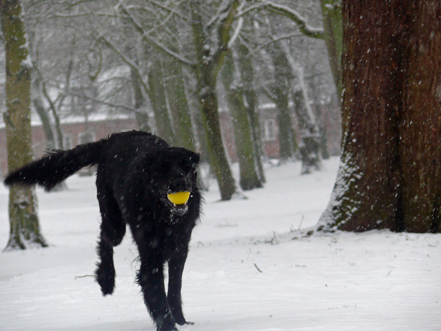 Ich hab den Ball