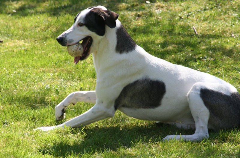 ich hab den Ball