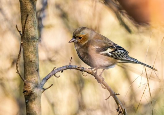 "ICH HAB DEN BOGEN RAUS" .... denkt er