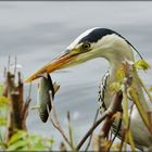 "Ich hab den Fisch" :-)