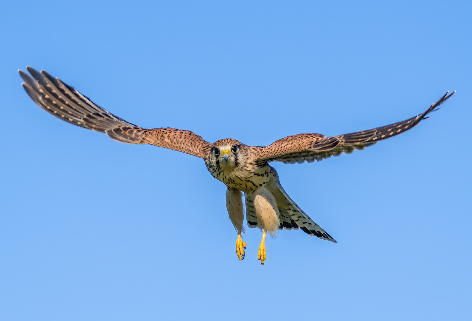 "Ich hab den frühen Vogel erwischt" und er später die Morgenmaus"