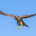 "Ich hab den frühen Vogel erwischt" und er später die Morgenmaus"