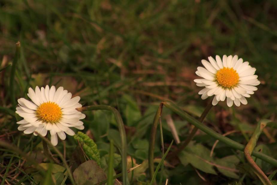 Ich hab den Frühling endlich gesehen 1