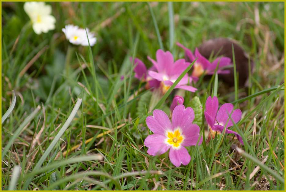 Ich hab den Frühling endlich gesehen 2