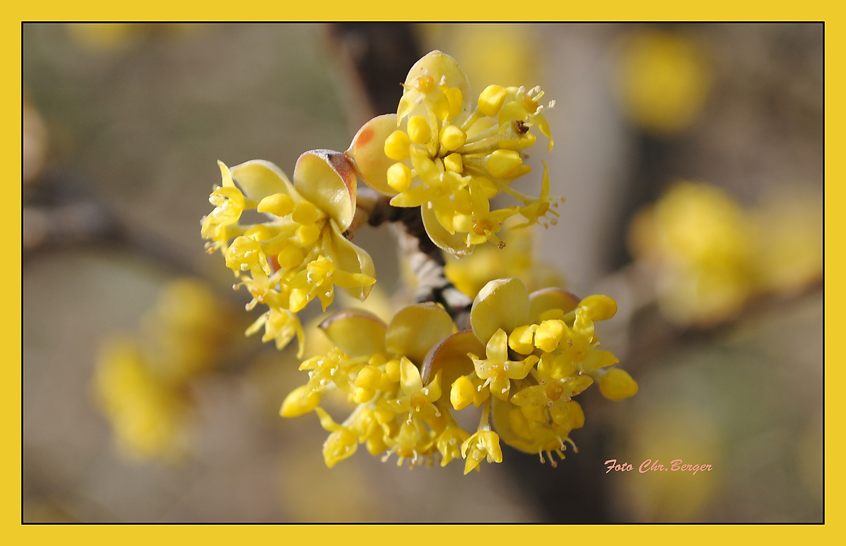 Ich hab den Frühling gesehen!