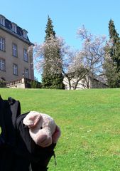 Ich hab den Frühling gesehen ... auf Schloss Birstein (1)