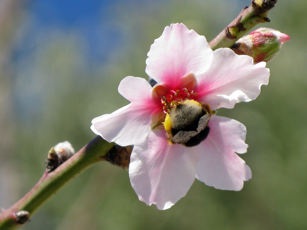 ich hab den Frühling gesehen