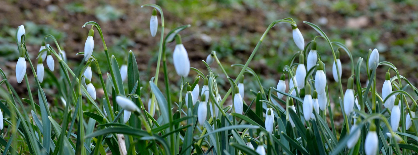 ...ich hab den Frühling gesehen