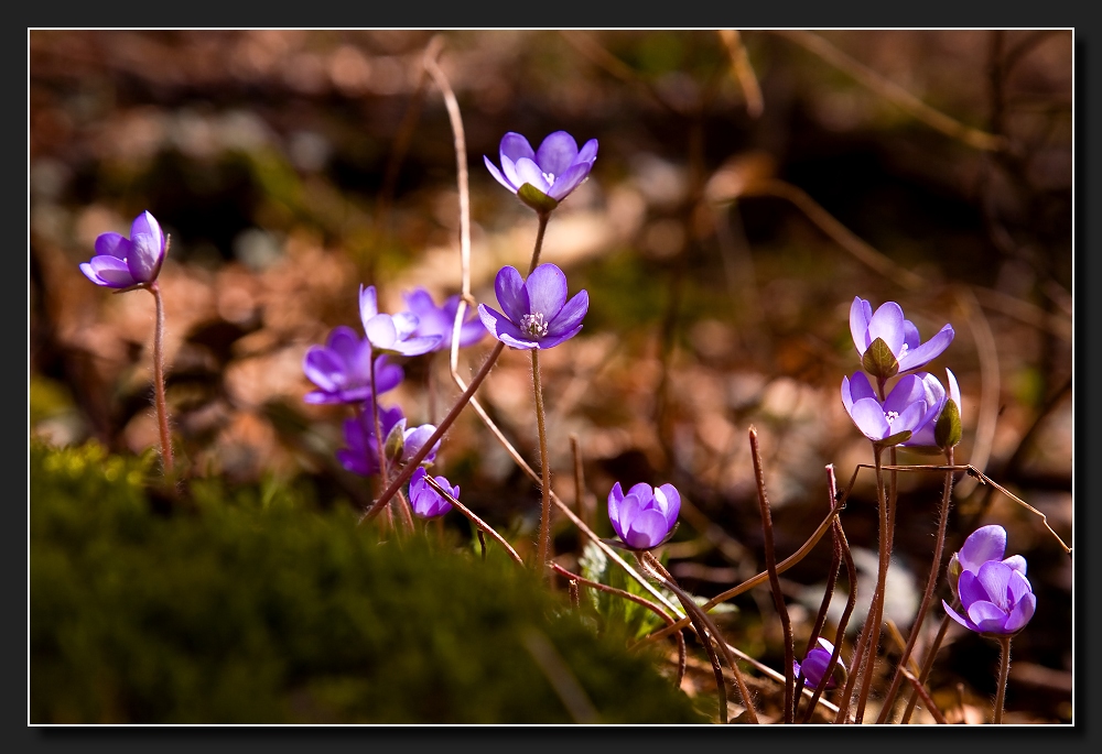 Ich hab den Frühling gesehen