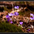 Ich hab den Frühling gesehen