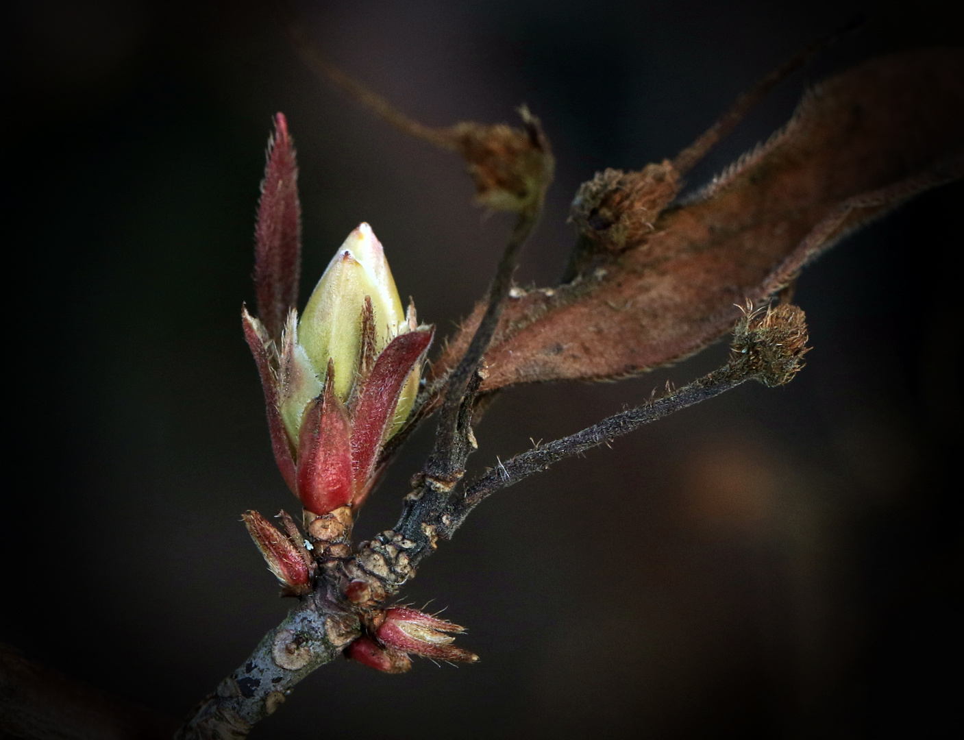 Ich hab' den Frühling gesehen ...