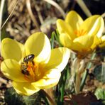 Ich hab' den Frühling gesehen !