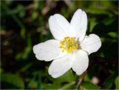 Ich hab den Frühling gesehn... am Taufstein (Vogelsberg)