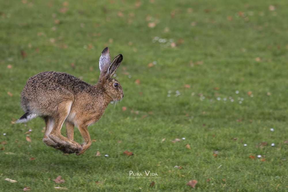 Ich hab den Osterhasen getroffen..