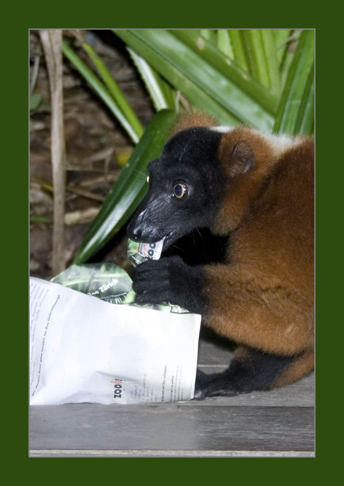 Ich hab den Zoo zum Fressen gern.