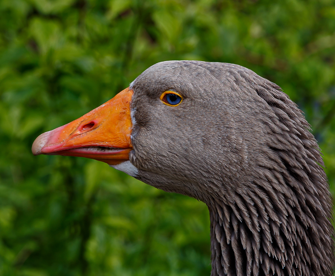 Ich hab dich Gans im Blick...