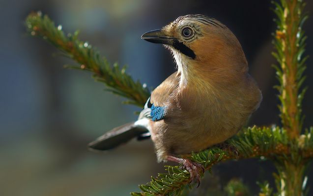 Ich hab' dich im Auge