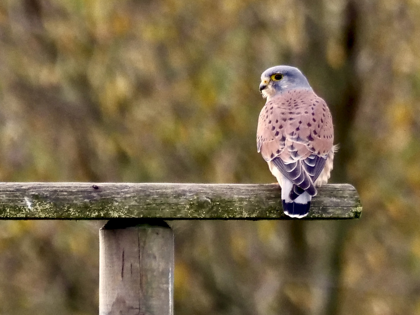 Ich hab dich im Blick !