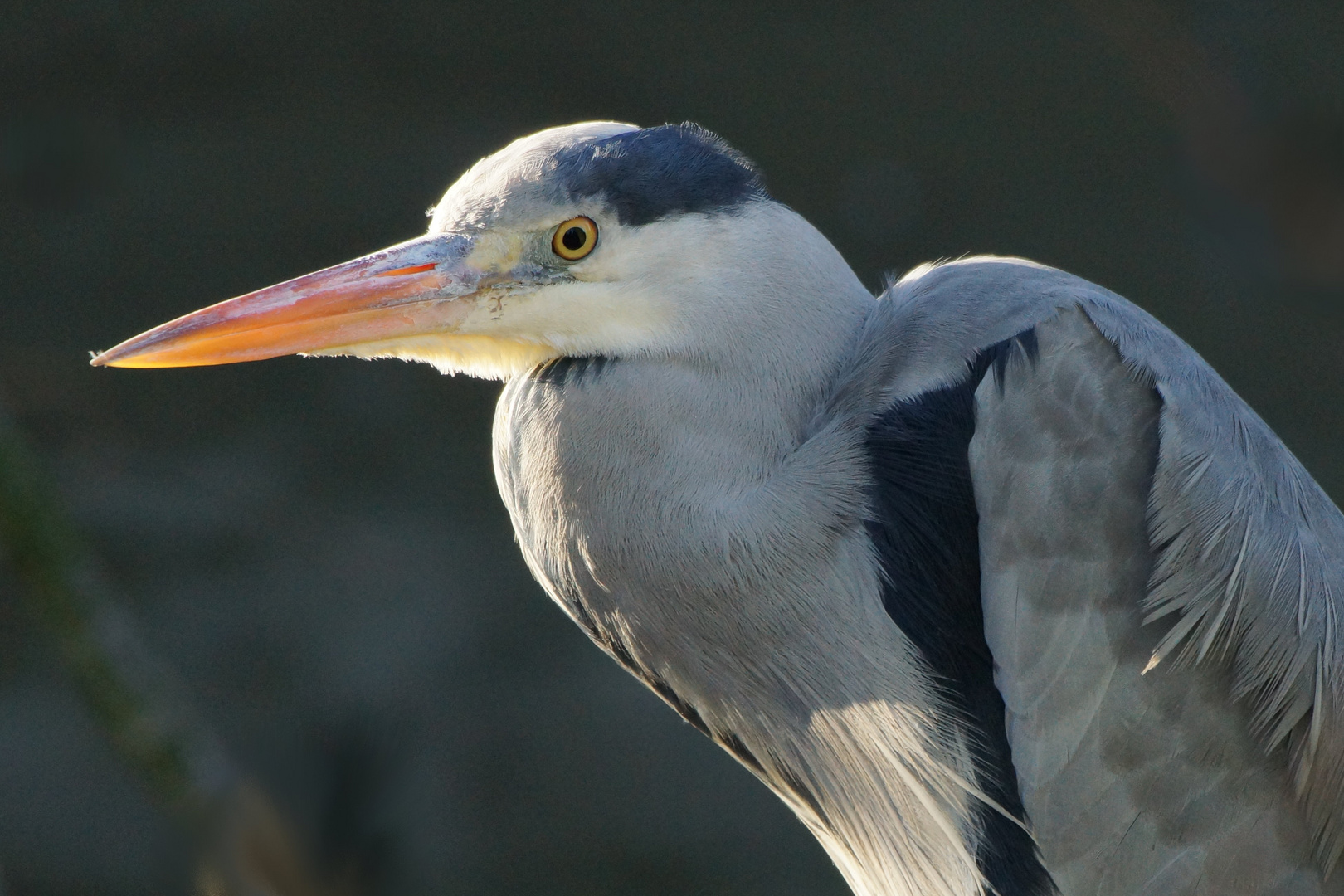 Ich hab Dich im Blick ...