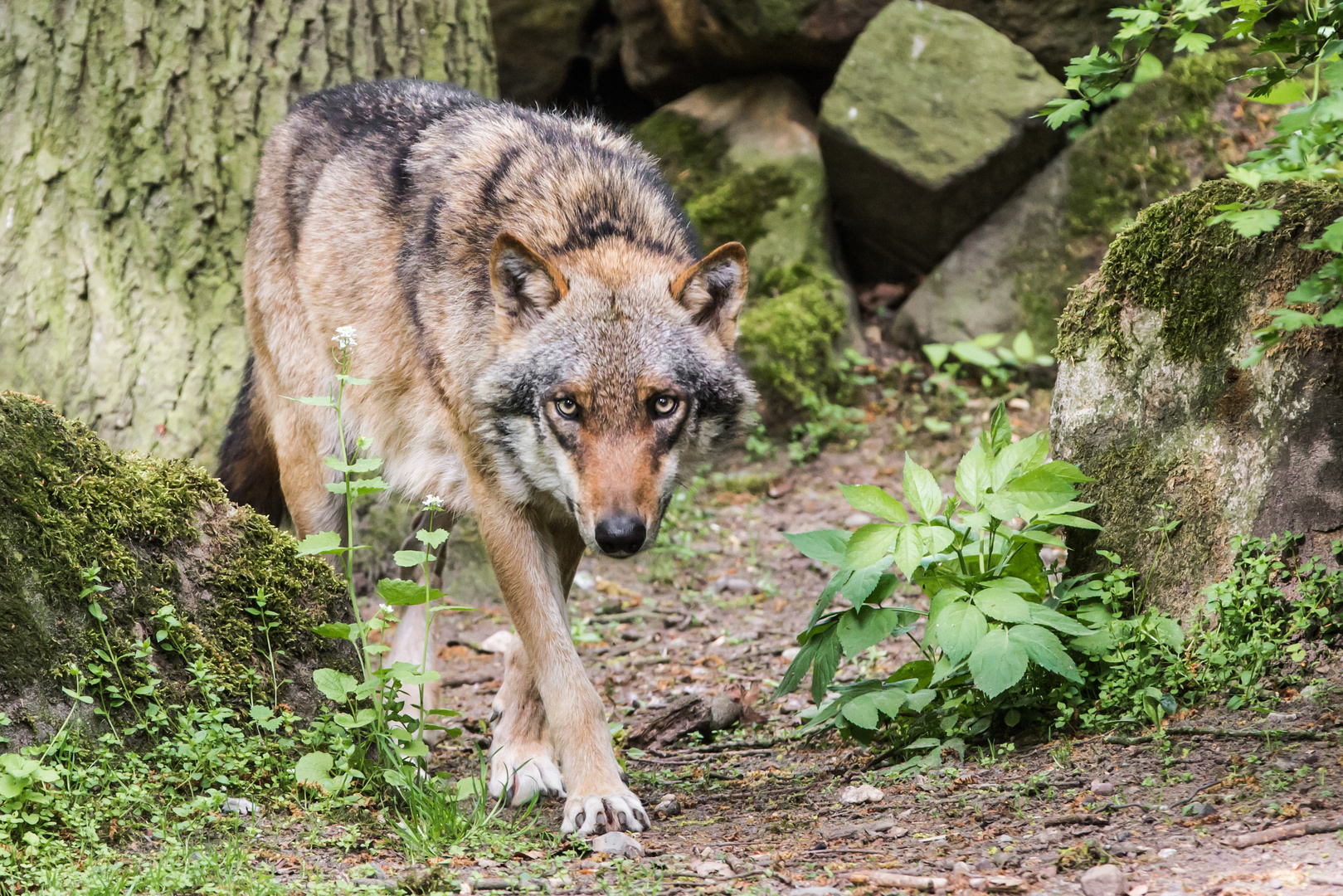 Ich hab` dich im Blick