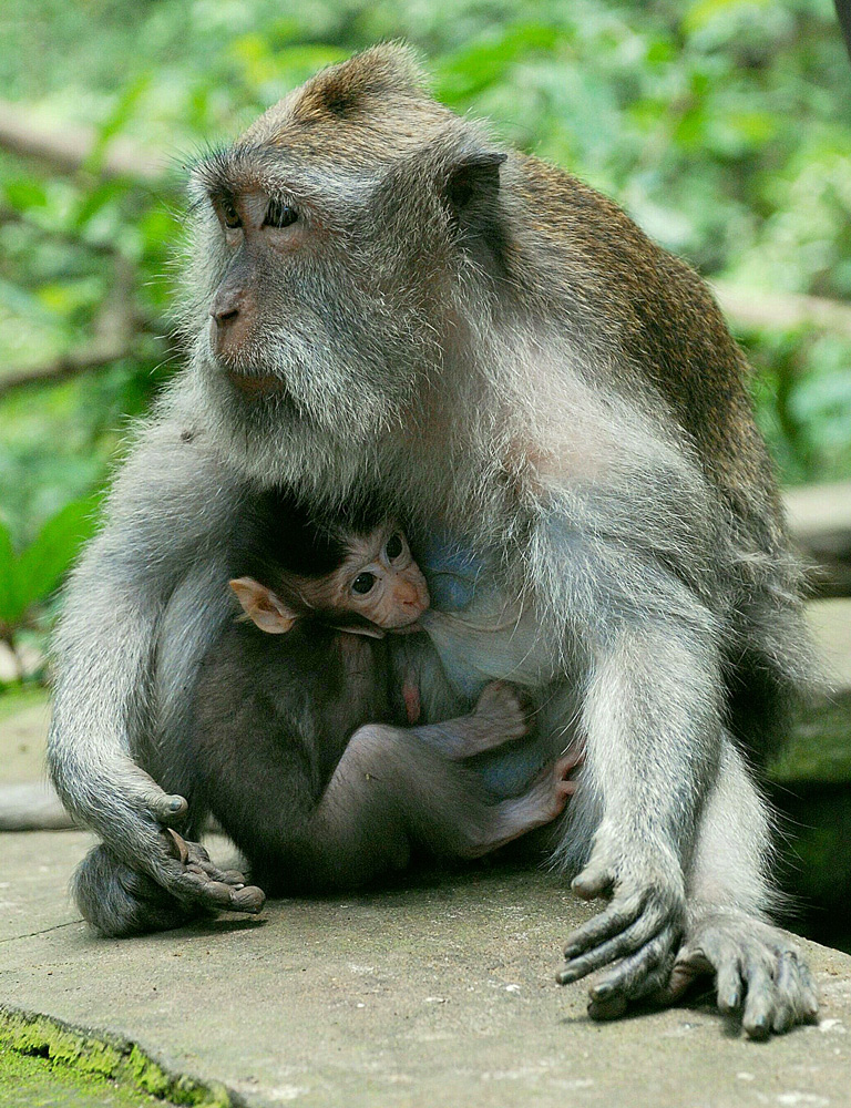 Ich hab Dich lieb , Mama !