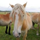 Ich hab die Haare schön ...