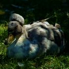 "ich hab die Haare schön"