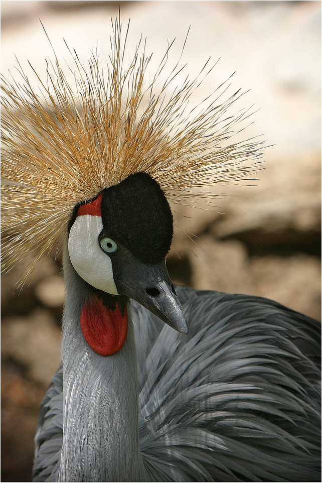 ich hab die Haare schön.....