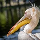 Ich hab die Haare schön!