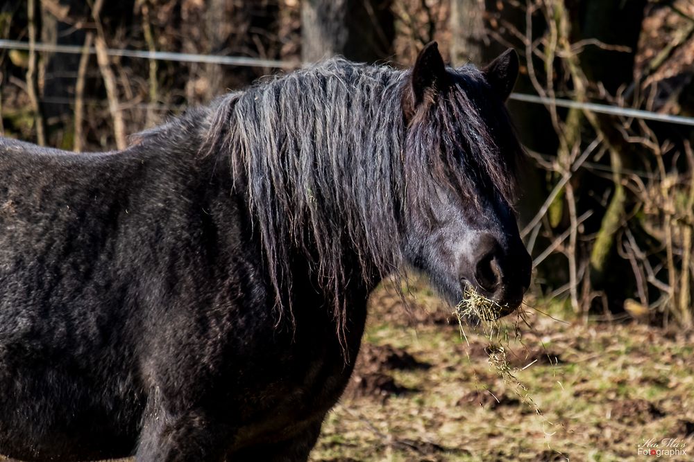 Ich hab die Haare schön