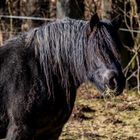 Ich hab die Haare schön