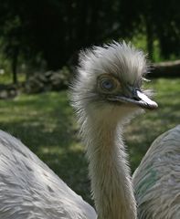 Ich hab die Haare schön