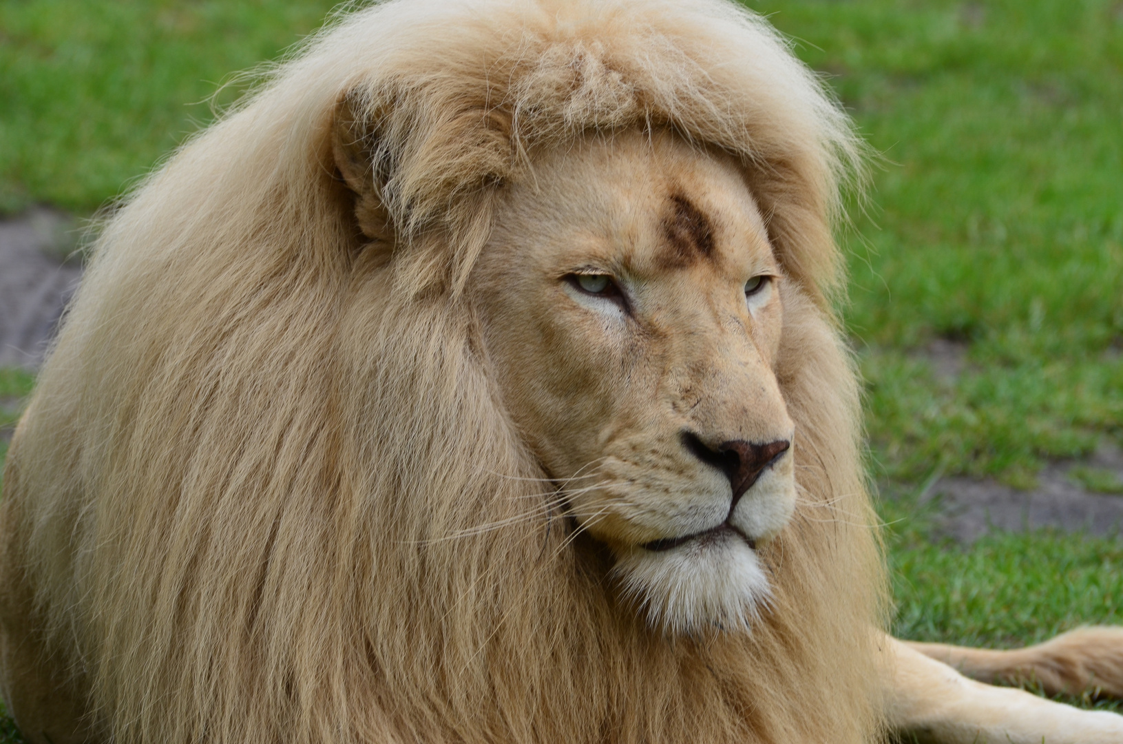 Ich hab die Haare schön