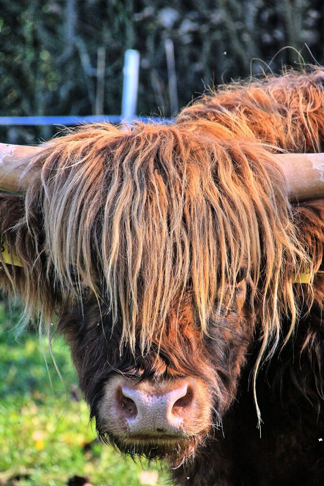 Ich hab die Haare schön.........