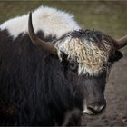 Ich hab die Haare schön....