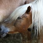 "Ich hab' die Haare schön..."