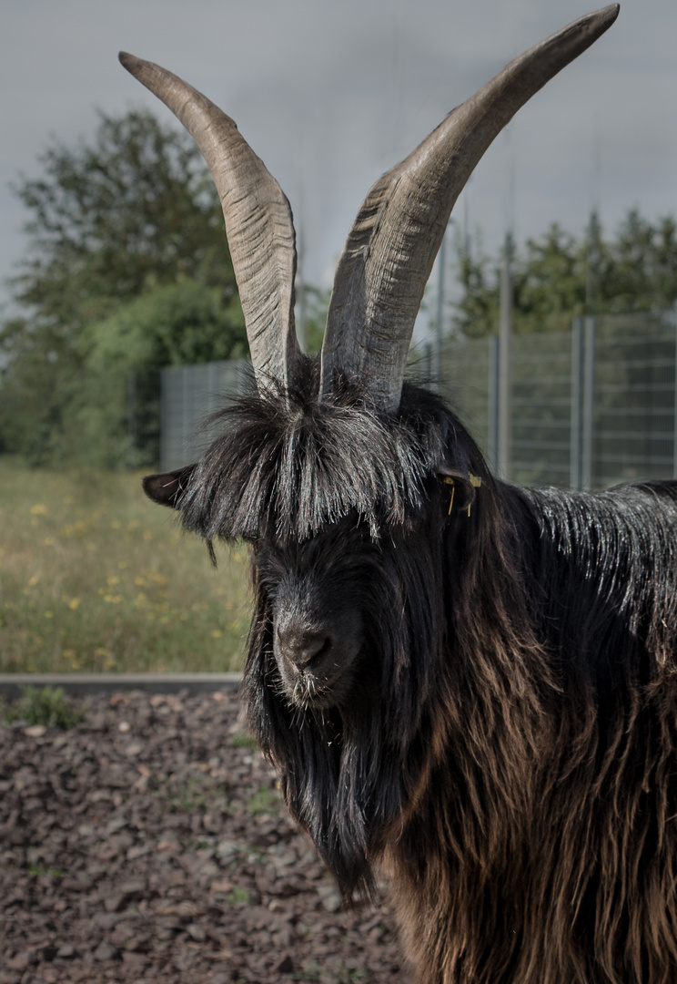 Ich hab die Haare schön...