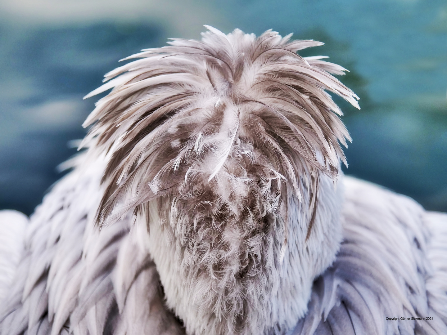 Ich hab' die Haare schön ...