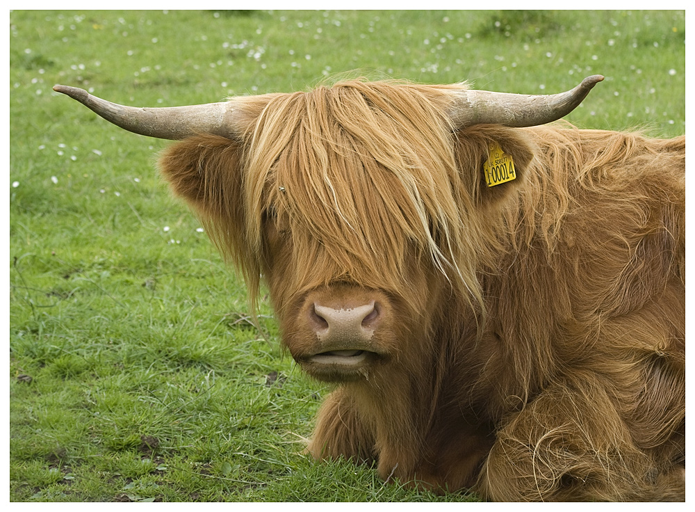 Ich hab' die Haare schön....