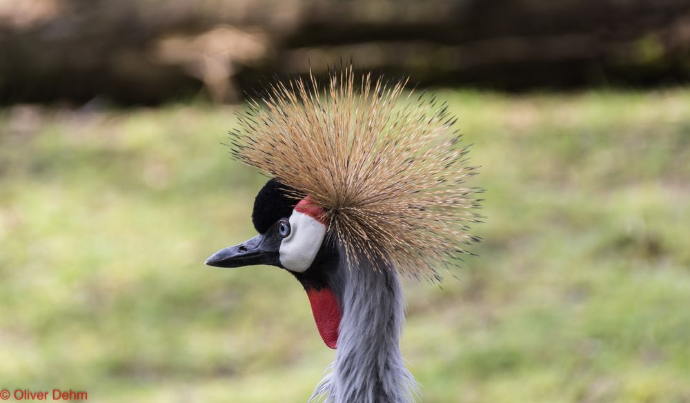 ich hab' die Haare schön